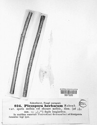 Stemphylium vesicarium image